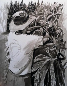 Dan's Okras - Brush and Ink on Paper by Michele West